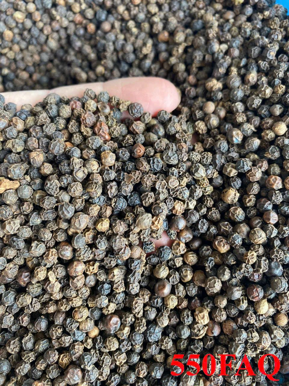 Cheap black pepper 550GL MC pepper vietnam spices black peppercorn