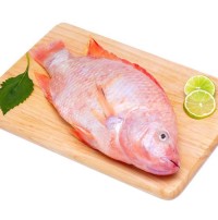 Seafood Fresh Frozen Red Tilapia Fish Red Snapper Tilapia Fish for Tilapia Fish Red Buyers