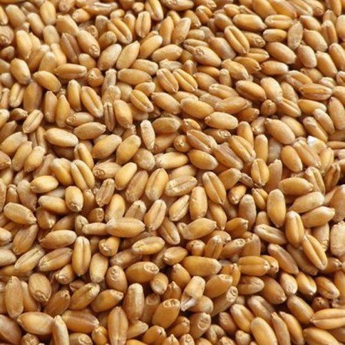 Top grade Wheat grain