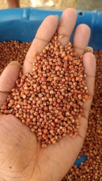 High Quality Sorghum Grains