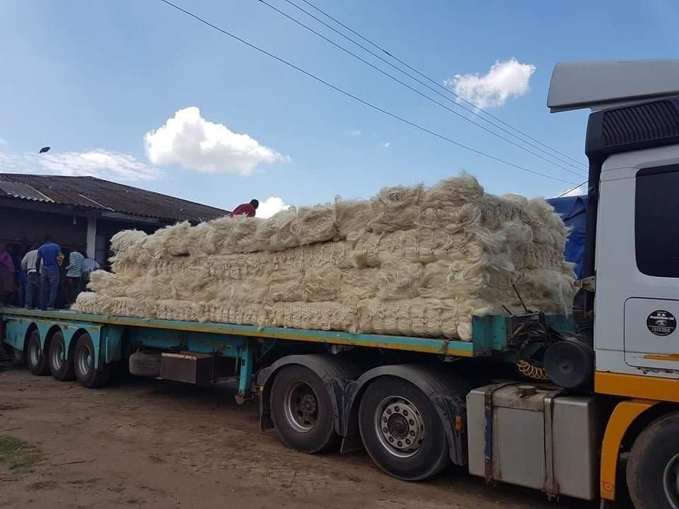 Natural Raw Sisal Fiber/UG Sisal Fibre /Bleaching Sisal Fiber for Gypsum Worldwide Delivery