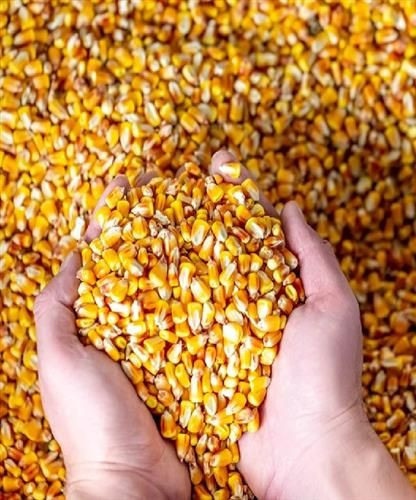 Non GMO Yellow Corn / Sweet Corn / Yellow Corn Maize for Sale in Bulk