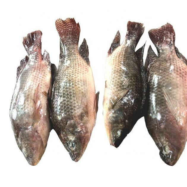 Quality Frozen Tilapia Fish for sale/Factory Export Frozen Whole Tilapia Fish available for wholesale