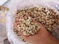 Wholesale Dried Pistachio Nuts Organic Roasted Raw Pistachio Nuts Healthy Snack Pistachio Nut