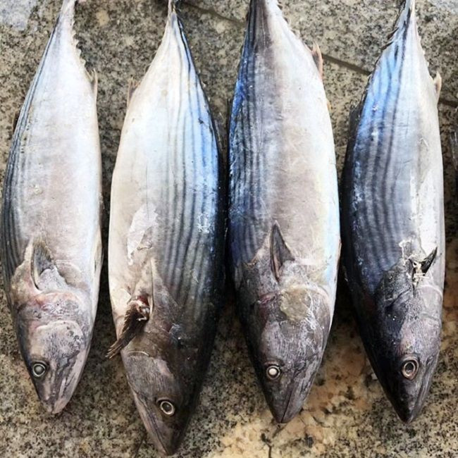 Premium grade Whole Tuna Fish for sale/ Frozen Fresh Black Fin Tuna on Marketing Sales/fresh tuna fish available