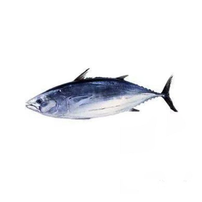 Premium grade Whole Tuna Fish for sale/ Frozen Fresh Black Fin Tuna on Marketing Sales/fresh tuna fish available