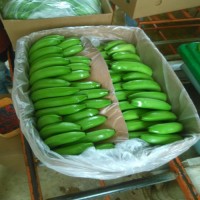 Wholesale Cavendish Banana Green/ Yellow Banana Fresh Cavendish Banana