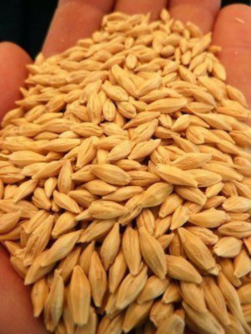 Quality Barley seeds