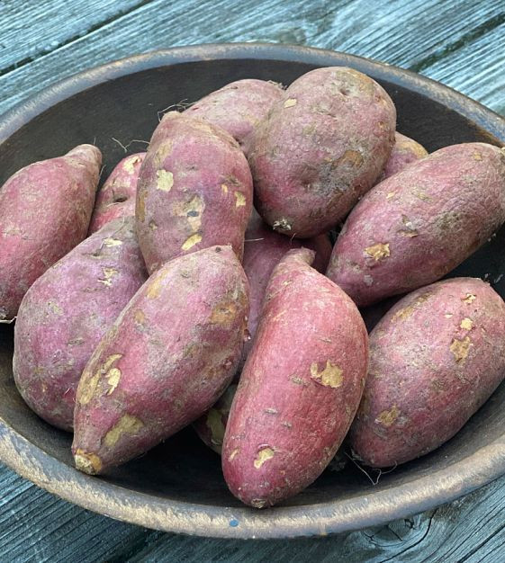 High Grade Egypt Organic Fresh Sweet Potatoes Vegetables for Wholesale Purchase