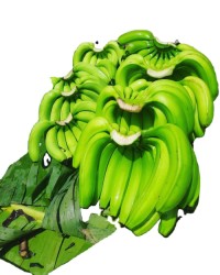 Wholesale Cavendish Banana Green/ Yellow Banana Fresh Cavendish Banana