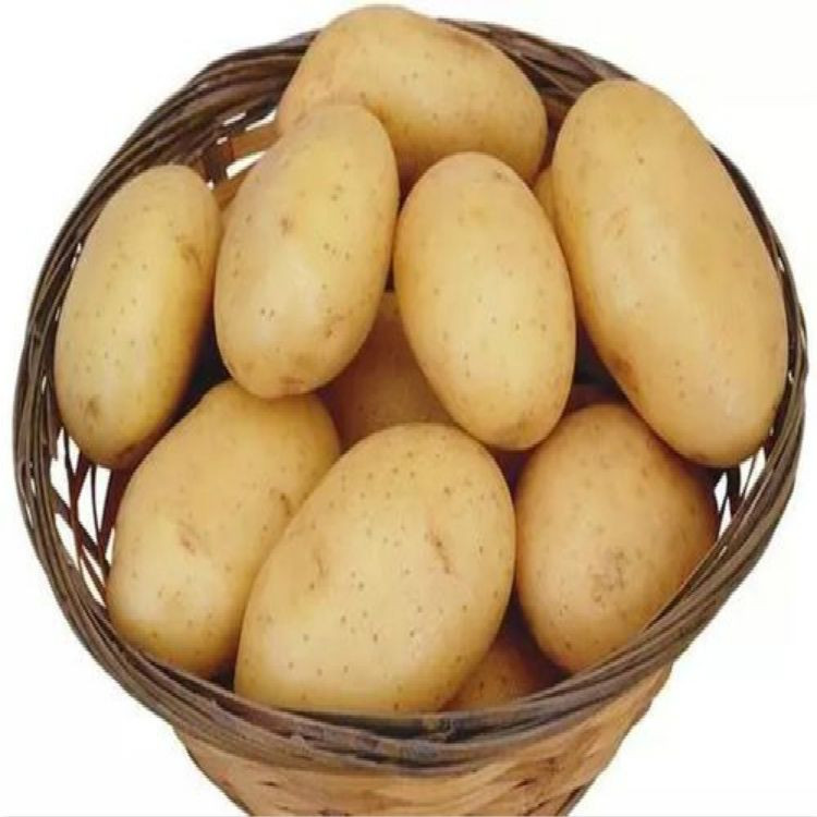 Potato Fresh Sweet Potatoes High Quality Cheap Price Professional Export Wholesalers Fresh Potato