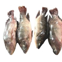 Seafood Frozen Tilapia Fish Price 350g-550g live fish Frozen Tilapia Fish Black Tilapia