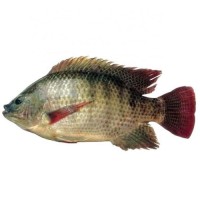 Seafood Frozen Tilapia Fish Price 350g-550g live fish Frozen Tilapia Fish Black Tilapia