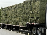 Alfalfa hay in Bales For Sale