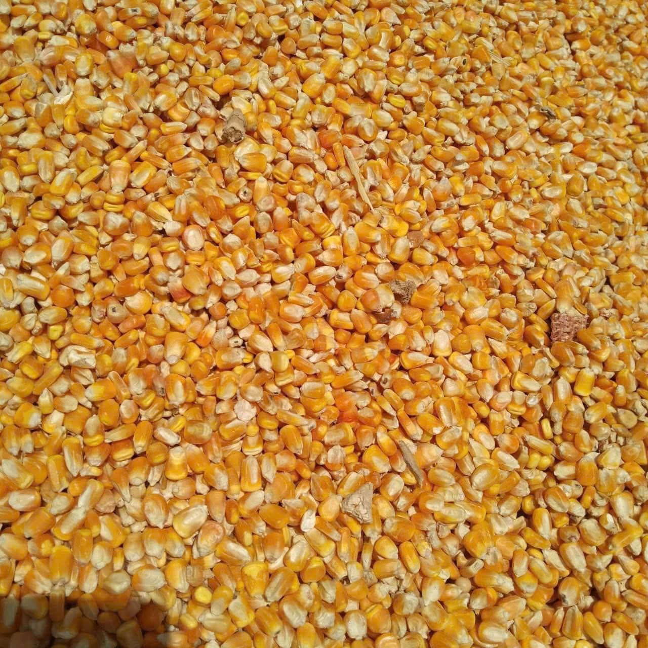 Fresh Organic Yellow Corn /  Top Quality Raw Sweet Corn Seed Bulk in 50 kg Packaging bags