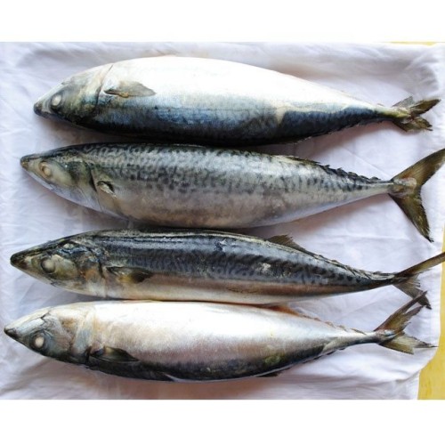 Grade A Tilapia fish, Mackarel fish, Ribbon fish