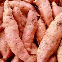 High Grade Egypt Organic Fresh Sweet Potatoes Vegetables for Wholesale Purchase