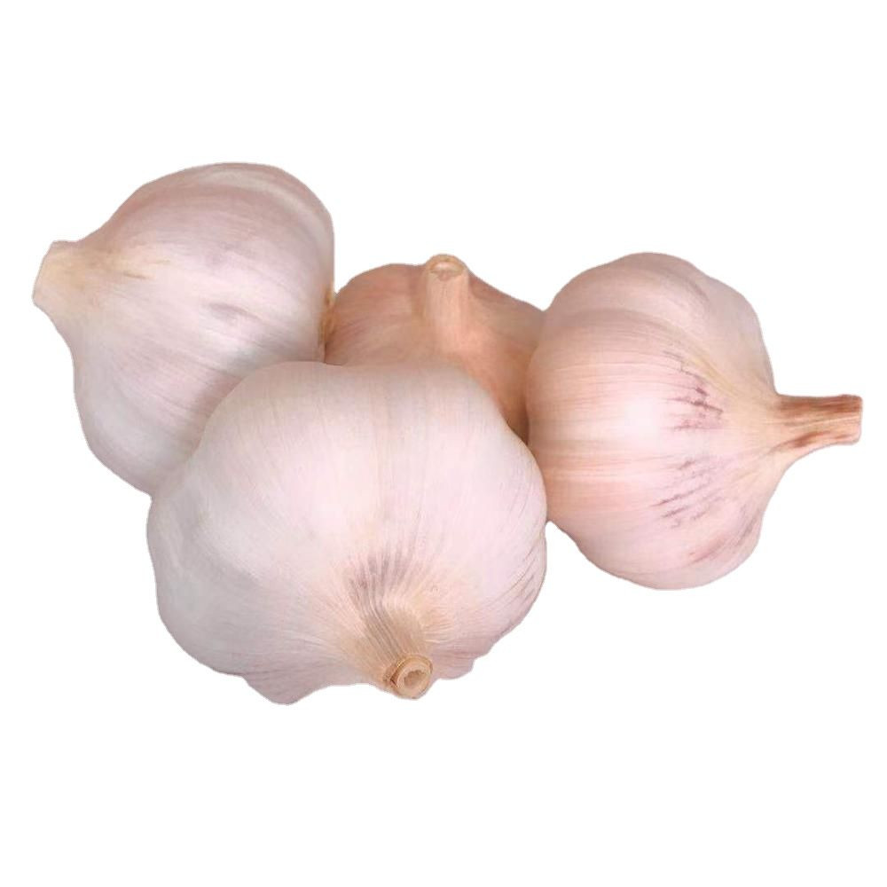 Fresh Garlic/ Pure White Normal Garlic 4.5cm 5.0cm 5.5cm 6.0cm Available In Bulk