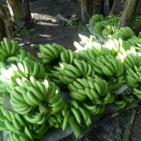 High Quality Fresh Green Tropical Cavendish Bananas ready for Export