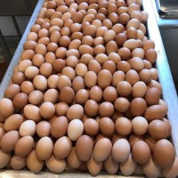 Fresh Chicken Table Eggs