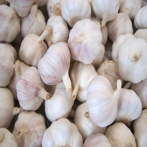 White Garlic 6.0cm Normal White Pure White Fresh Garlic Wholesale 10kg Carton Garlic