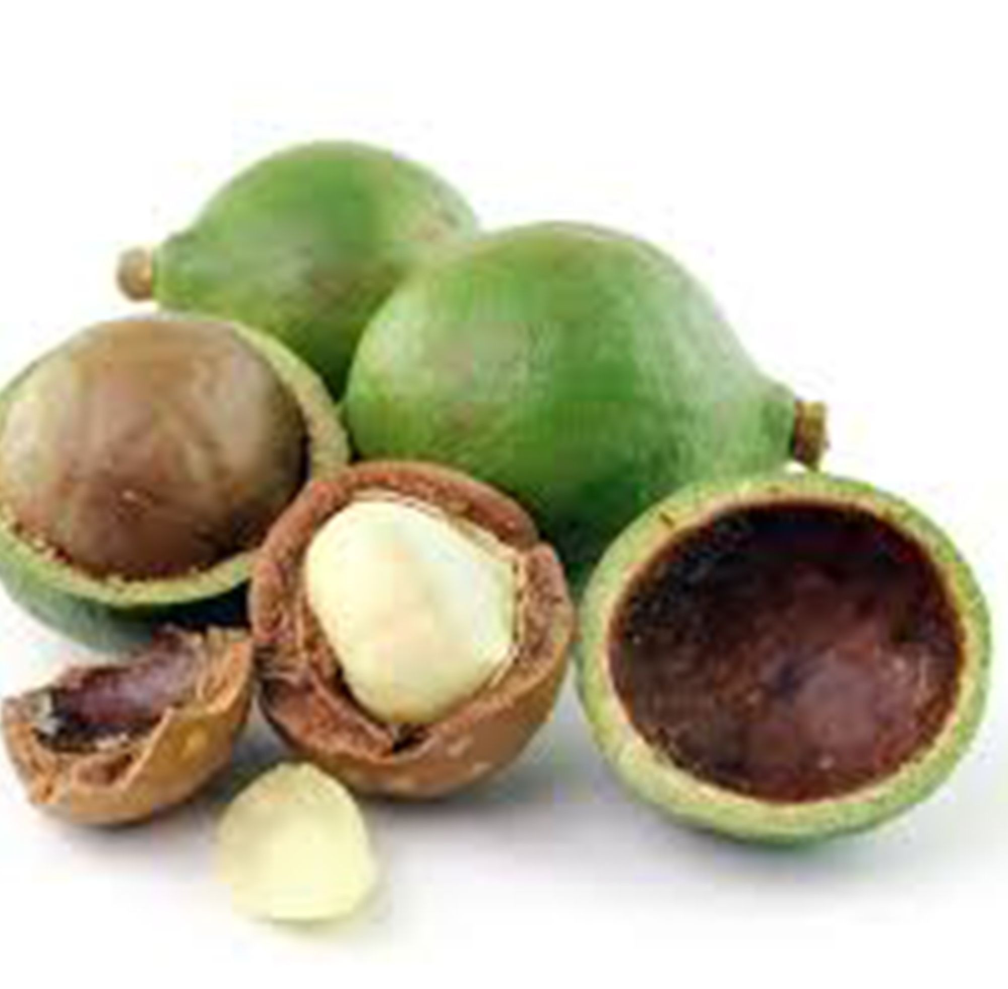 Macadamia Nuts Raw Salted Roasted Maca Powder Healthy Food Macadamia in Shell