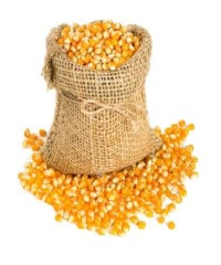 Fresh Organic Yellow Corn /  Top Quality Raw Sweet Corn Seed Bulk in 50 kg Packaging bags