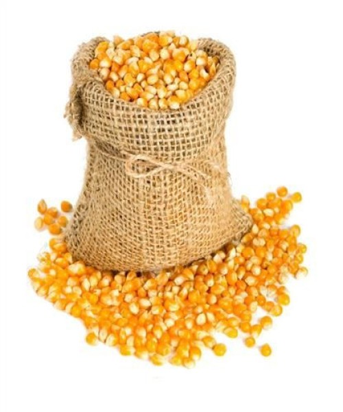 Fresh Organic Yellow Corn /  Top Quality Raw Sweet Corn Seed Bulk in 50 kg Packaging bags