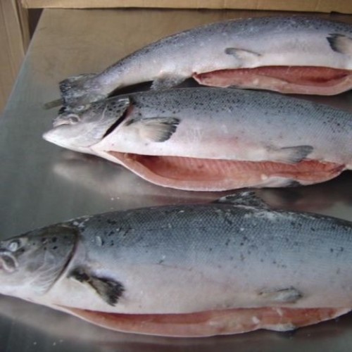 Fresh Salmon Fish / Salmon From Norway - 100% Export Quality Salmon Fish