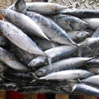 Premium grade Whole Tuna Fish for sale/ Frozen Fresh Black Fin Tuna on Marketing Sales/fresh tuna fish available