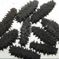 Premium Dried Sea Cucumber (Sandfish / Holothuria Scabra / Bech De Mer)