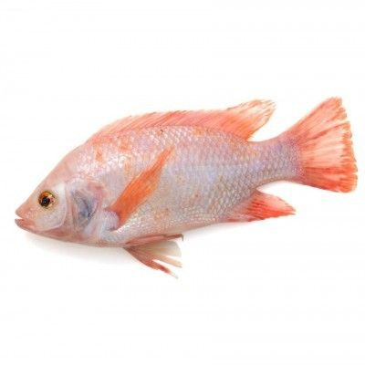 Hot Selling Piece Shape IQF Frozen Fish Gutted Scaled GS Red Tilapia With Weight 10kg