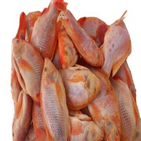 Hot Selling Piece Shape IQF Frozen Fish Gutted Scaled GS Red Tilapia With Weight 10kg