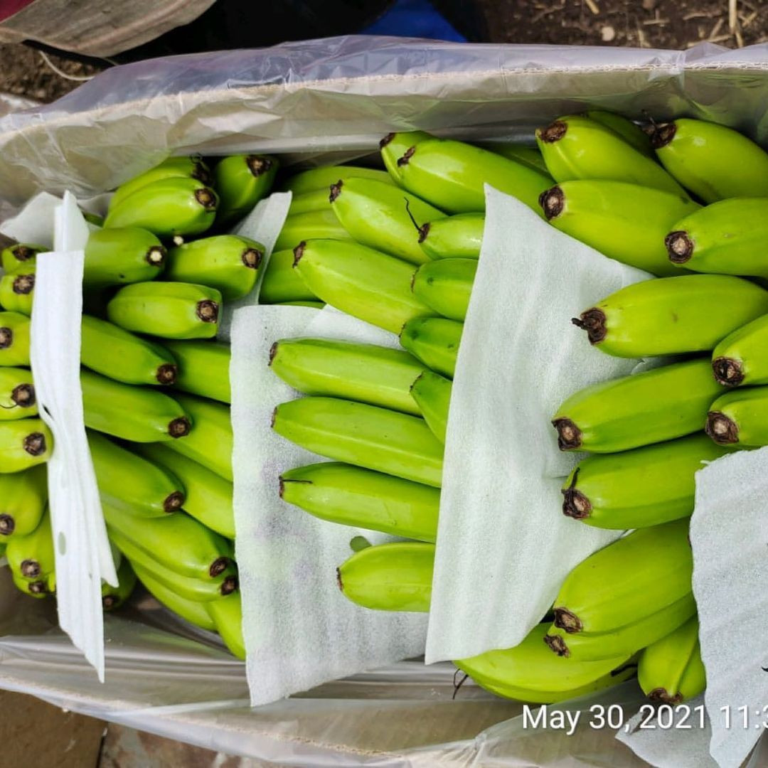 High Quality Fresh Green Tropical Cavendish Bananas ready for Export