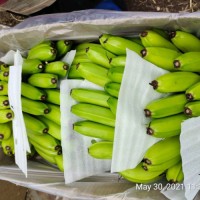 High Quality Fresh Green Tropical Cavendish Bananas ready for Export