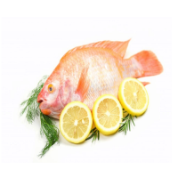 Hot Selling Piece Shape IQF Frozen Fish Gutted Scaled GS Red Tilapia With Weight 10kg