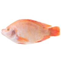 Seafood Fresh Frozen Red Tilapia Fish Red Snapper Tilapia Fish for Tilapia Fish Red Buyers