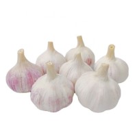 White Garlic 6.0cm Normal White Pure White Fresh Garlic Wholesale 10kg Carton Garlic