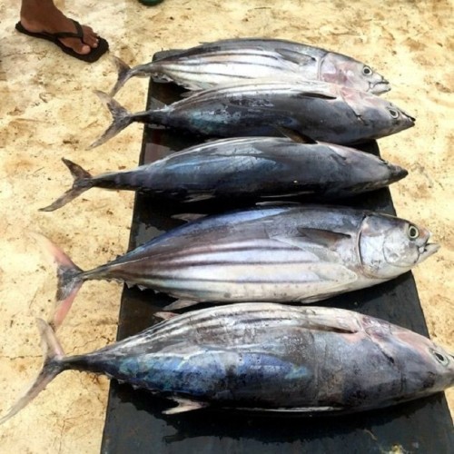 Frozen 100% Halal And Exportable High Quality Wholesale Cheap Price Fresh Skipjack Tuna Fish