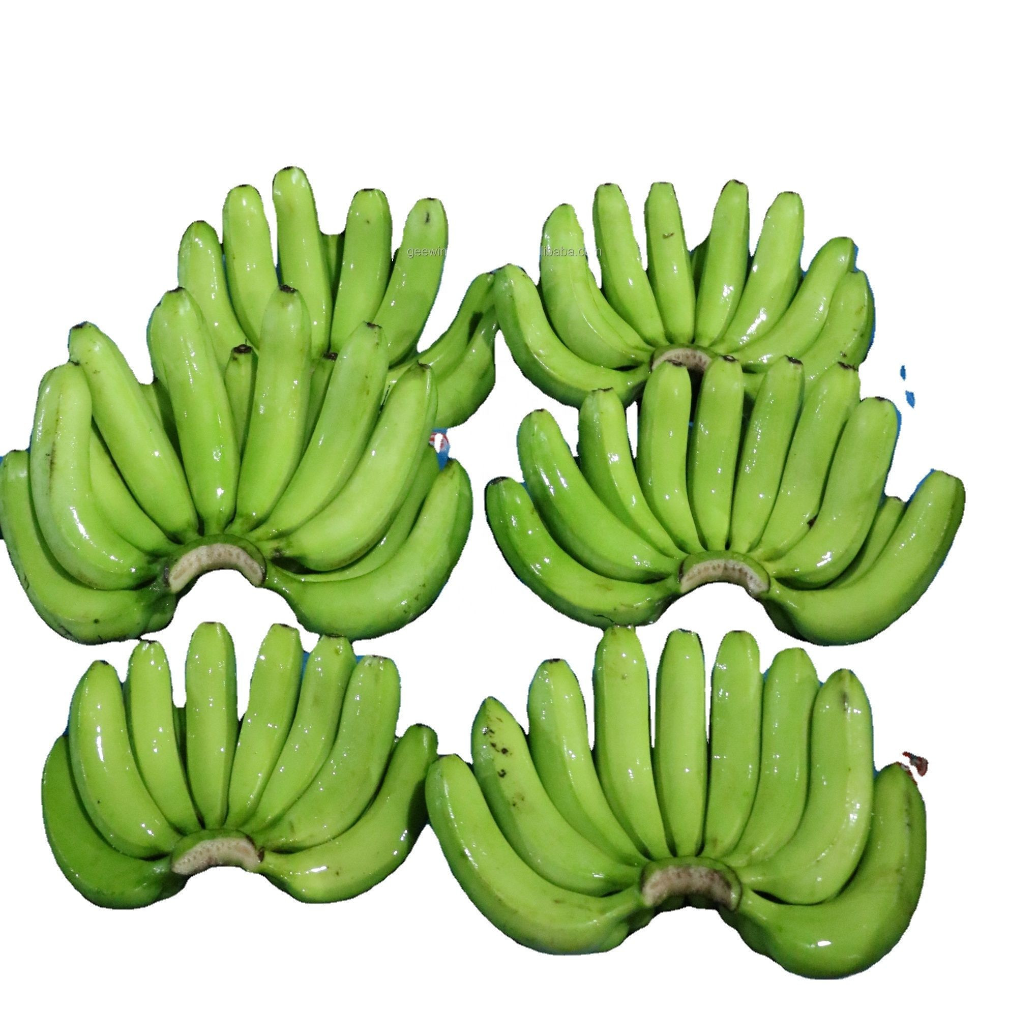 High Quality Fresh Green Tropical Cavendish Bananas ready for Export