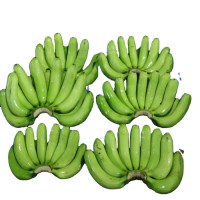 High Quality Fresh Green Tropical Cavendish Bananas ready for Export