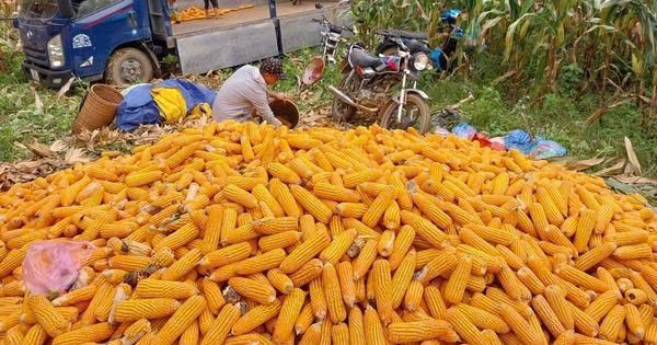 Non GMO Yellow Corn / Sweet Corn / Yellow Corn Maize for Sale in Bulk