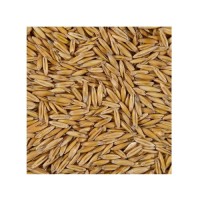 Wholesale Grain Oats