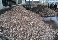 Fishmeal/Animal Feed