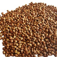 New Crop Wholesale Buckwheat Grain