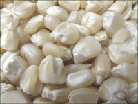 Wholesale Best Quality Dry Non GMO Yellow Maize and White In Cheap Price Dried Corn