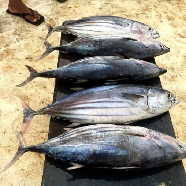 Premium grade Whole Tuna Fish for sale/ Frozen Fresh Black Fin Tuna on Marketing Sales/fresh tuna fish available