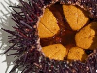 fresh sea urchin for sale