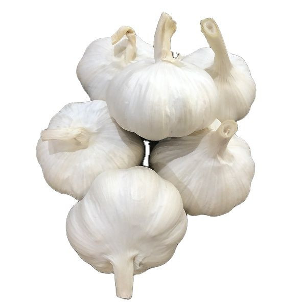 Fresh Garlic/ Pure White Normal Garlic 4.5cm 5.0cm 5.5cm 6.0cm Available In Bulk