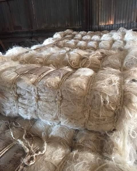 Natural Raw Sisal Fiber/UG Sisal Fibre /Bleaching Sisal Fiber for Gypsum Worldwide Delivery